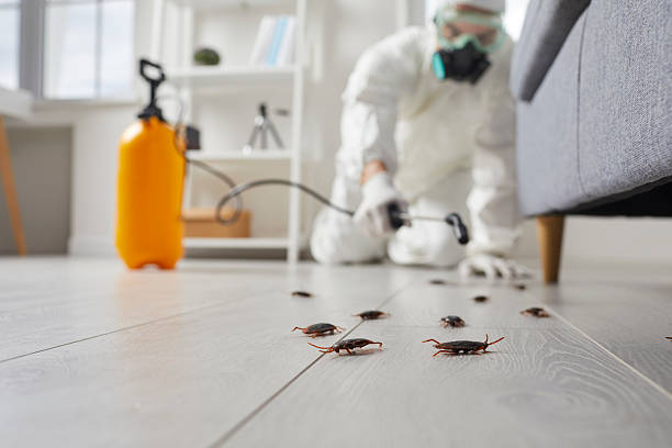 Trusted Rodent Control service in Franklin, NH - Nex Pest Control